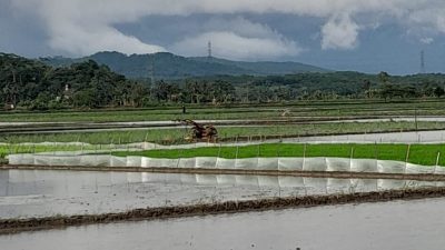 Pencurian Mesin Traktor Resahkan Petani di Pamarican
