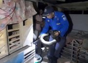 Petugas Damkar Kota Banjar Berhasil Tangkap Ular Sanca Kembang Raksasa
