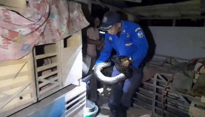 Petugas Damkar Kota Banjar Berhasil Tangkap Ular Sanca Kembang Raksasa