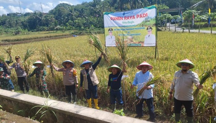 Panen Raya Padi di Kota Banjar, Wujud Komitmen Menuju Swasembada Pangan