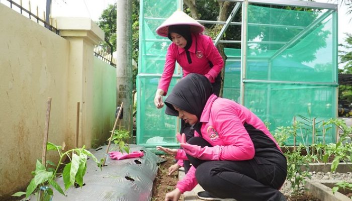 Bhayangkari Banjar Tanam Sayuran, Wujud Dukungan untuk Pekarangan Pangan Lestari