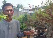 Bonsai sebagai Seni dan Makna Hidup dalam Pandangan Nana Suryana