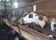 Desa Kujangsari Banjar Dorong Ketahanan Pangan Lewat Program Inovatif Pemeliharaan Kambing