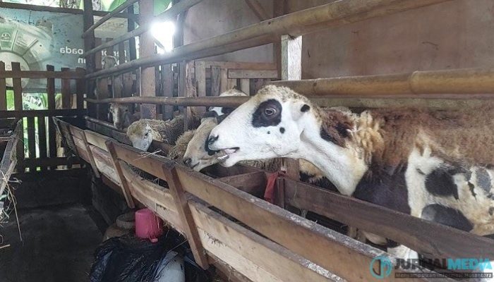 Desa Kujangsari Banjar Dorong Ketahanan Pangan Lewat Program Inovatif Pemeliharaan Kambing
