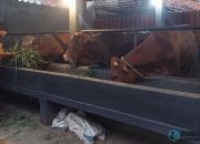 Stok Hewan Kurban di Kota Banjar Aman dan Melimpah Jelang Idul Adha 1446 H