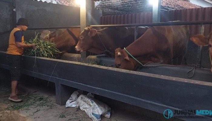 Stok Hewan Kurban di Kota Banjar Aman dan Melimpah Jelang Idul Adha 1446 H