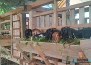 Program Peternakan Kambing Dorong Peningkatan Ekonomi Warga Kujangsari