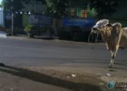 Sapi Kurban Lompat dari Truk, Warga Banjar Kolot Geger