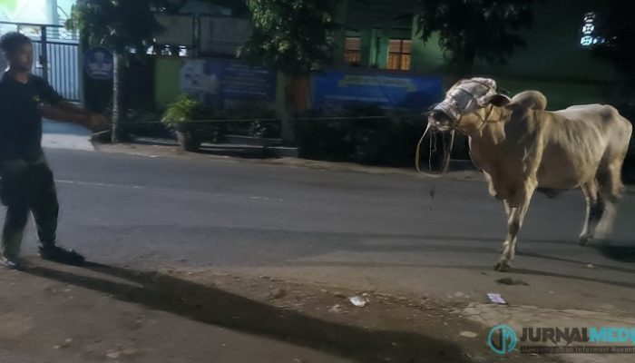 Sapi Kurban Lompat dari Truk, Warga Banjar Kolot Geger