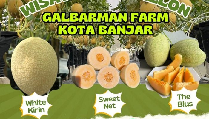 Galbarman Farm Jadi Destinasi Favorit Wisata Petik Melon di Kota Banjar