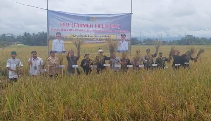 Wali Kota Banjar Pimpin Panen Raya Padi di Langensari, Hasil Capai 7 Ton per Hektare