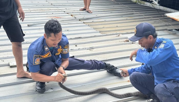Dramatis, Damkar Banjar Evakuasi King Kobra 2,5 Meter dari Plafon Toko