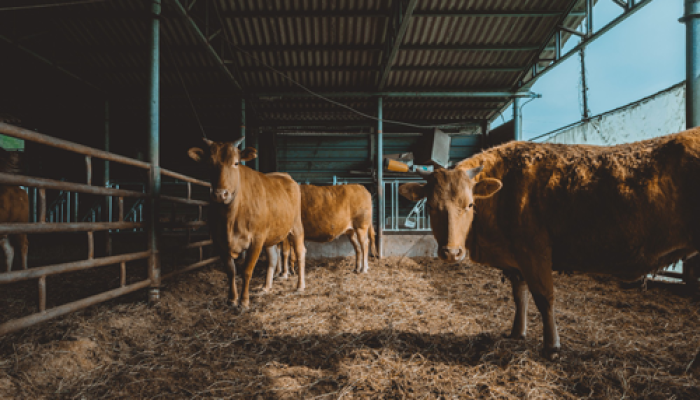 Kemitraan dan Koperasi: Jalan Keluar bagi Peternak Sapi Kecil