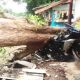 Pohon Angsana Tumbang Timpa Motor di Banjar