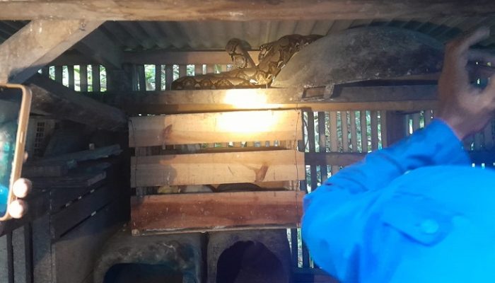 Geger! Ular Python 3 Meter Mangsa Ayam Warga di Balokang