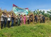Dorong Produktivitas Pertanian, Panen Raya Jagung Digelar Serentak di Kota Banjar