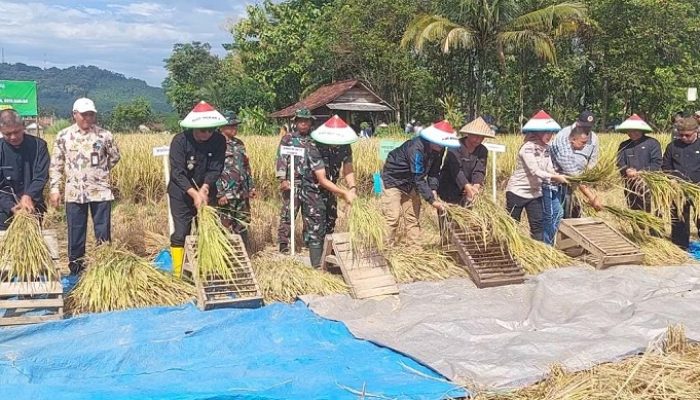 Panen Raya Padi di Banjar, Sudarsono Tegaskan Komitmen Lindungi Petani